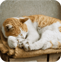 スワイパー画像