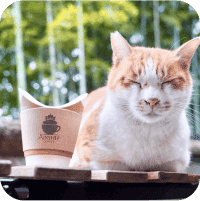 スワイパー画像